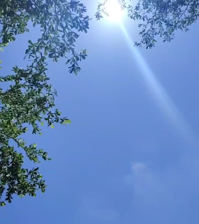阳光穿过树叶的唯美光斑