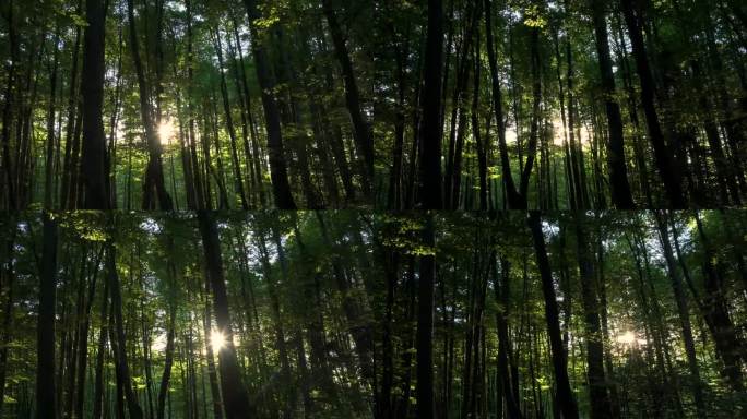 航拍:相机在树干上移动，阳光穿透树冠。