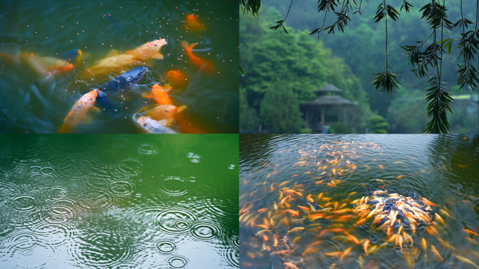 雨天池塘锦鲤鱼儿