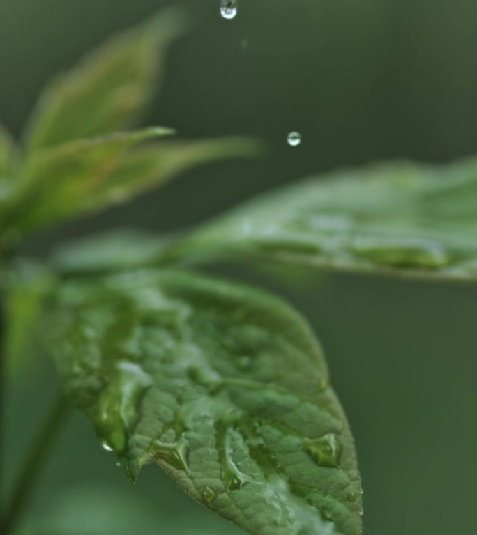 超级慢速MO大自然的交响乐:液滴飞溅并滑过植物充满活力的绿叶