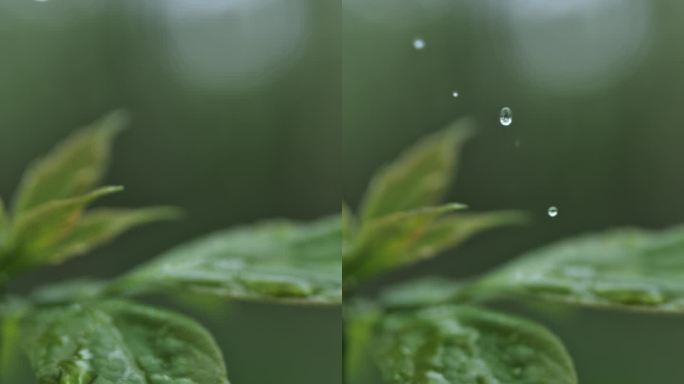 超级慢速MO大自然的交响乐:液滴飞溅并滑过植物充满活力的绿叶