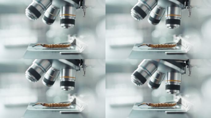 显微镜下的冬虫夏草研究