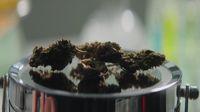 科学家在一个科学实验室里用小尺度测量医用大麻的芽