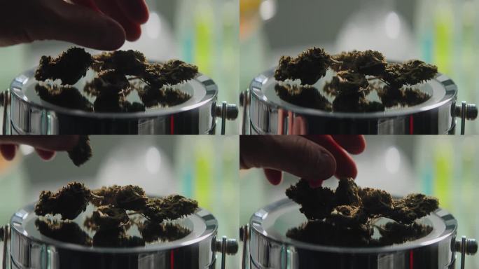 科学家在一个科学实验室里用小尺度测量医用大麻的芽