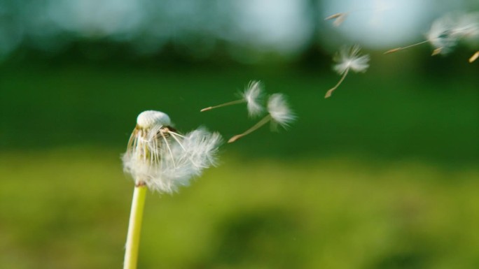特写，DOF:微风轻轻扫过空气中蓬松的蒲公英种子