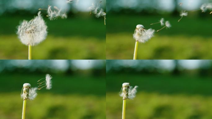 特写，DOF:微风轻轻扫过空气中蓬松的蒲公英种子