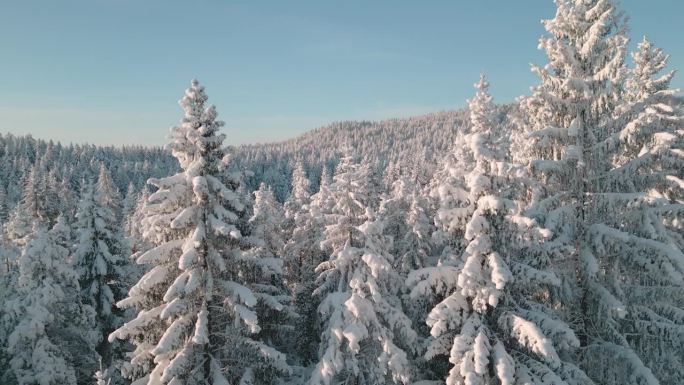 冬季林地与积雪覆盖的针叶树鸟瞰图