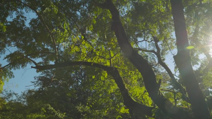 印度果阿。合欢是160多种亚热带和热带树木和灌木的一个属。属以意大利贵族Filippo Degli 