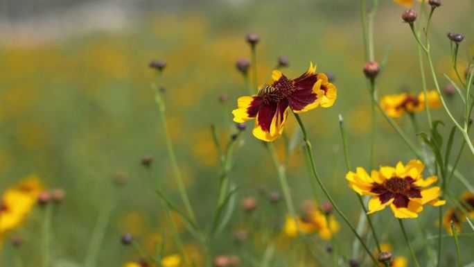 雪菊采摘与加工