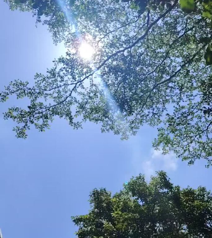 阳光穿透树叶的唯美景象
