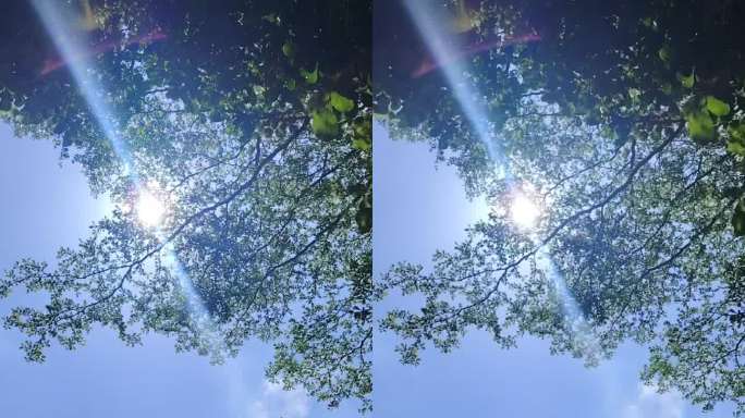 阳光穿透树叶的唯美景象