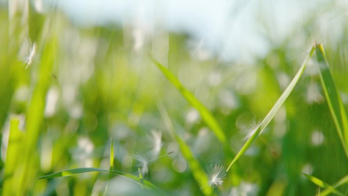 特写:盛开的蒲公英种子散落在茂密的草地上