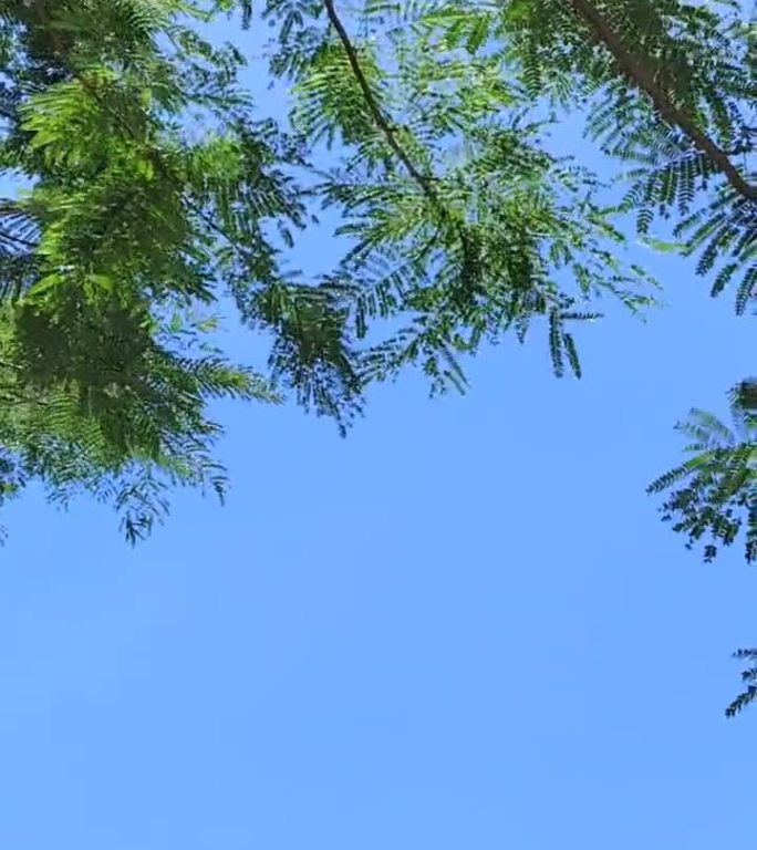蓝天下的绿色枝叶