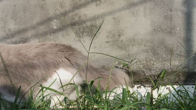 宠物猫户外玩耍