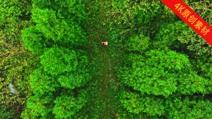 山里人走在林间森林里三轮车在山路行驶