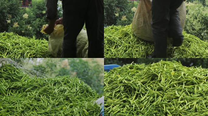 陕西关中农村客商收购黄花菜【8段】