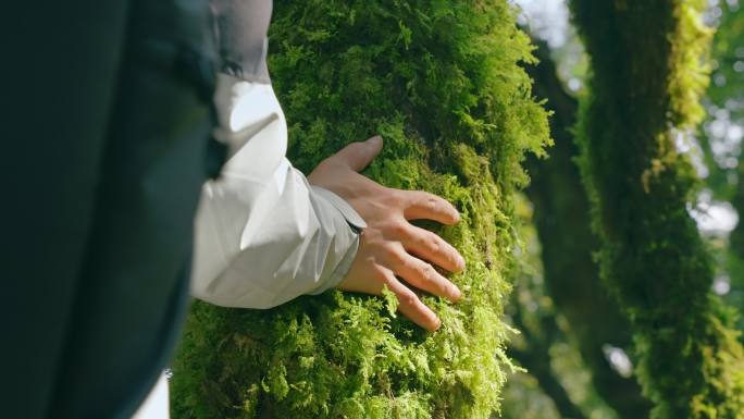 手触苔藓树干触摸大树