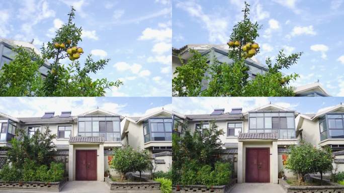 庭院住宅与石榴树