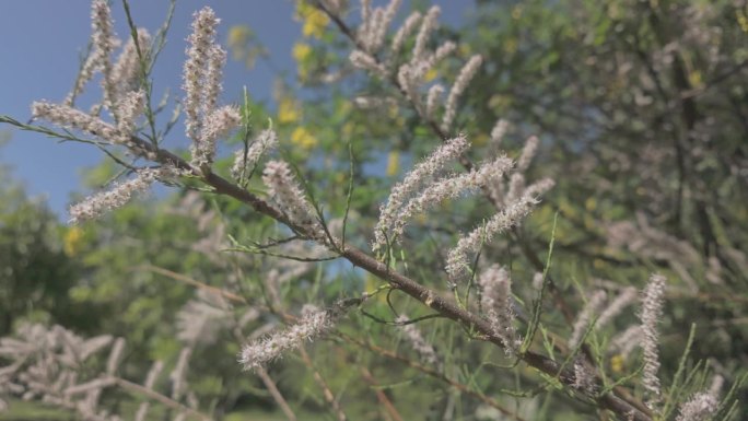 法国香樟（Tamarix gallica）开花枝条的特写，在风中摇曳。