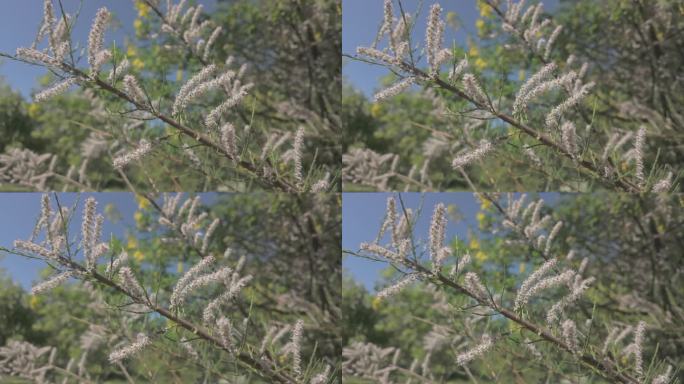 法国香樟（Tamarix gallica）开花枝条的特写，在风中摇曳。