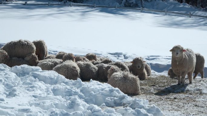 在大关岭天空牧场，成群的罗姆尼羊蜷缩在雪地里