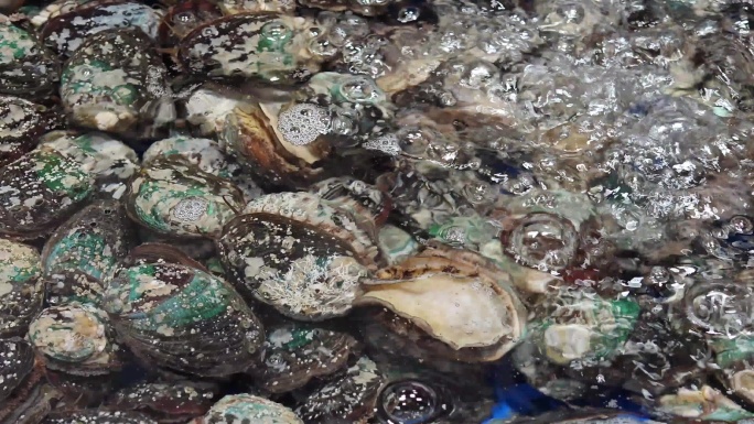 海鲜市场大杂烩贝壳鲜蚝鲍鱼龙虾螃蟹海产