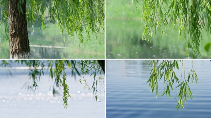 夏日柳树枝条微风拂动