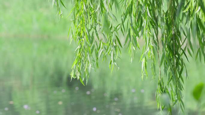 夏日柳树枝条微风拂动