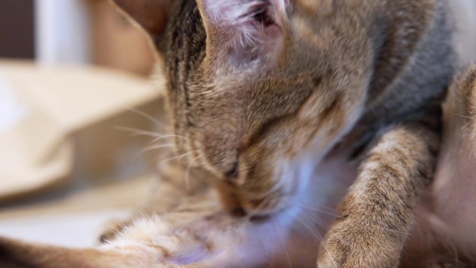泰国虎斑猫舔爪在自我清洁行动