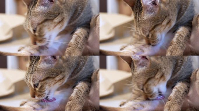 泰国虎斑猫舔爪在自我清洁行动