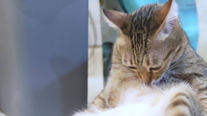 泰国色猫从事梳理