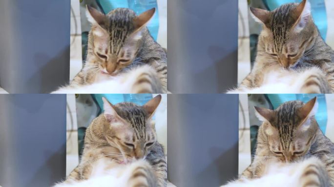 泰国色猫从事梳理