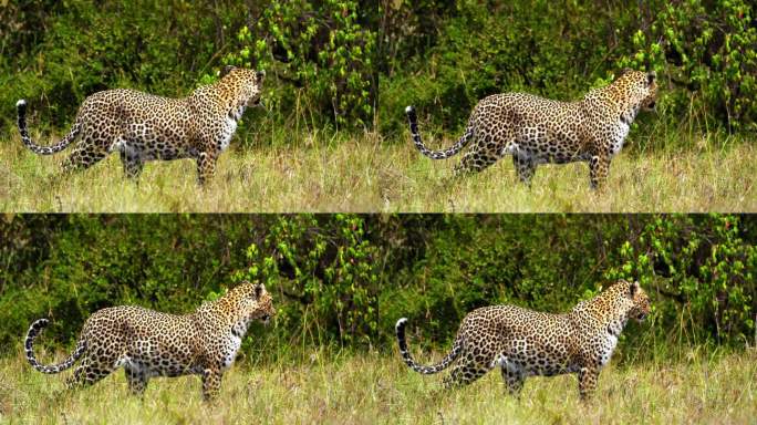 警觉的豹子在充满活力的马赛马拉保护区小心地跟踪