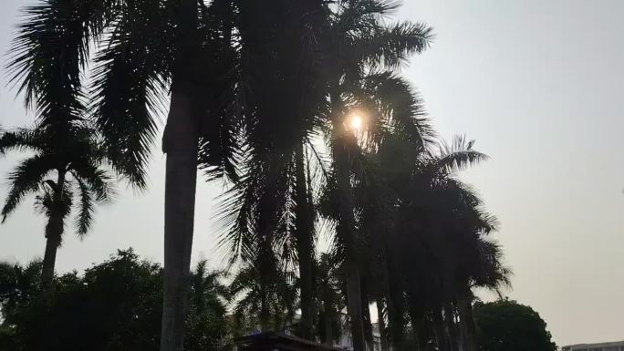 阳光下的棕榈树