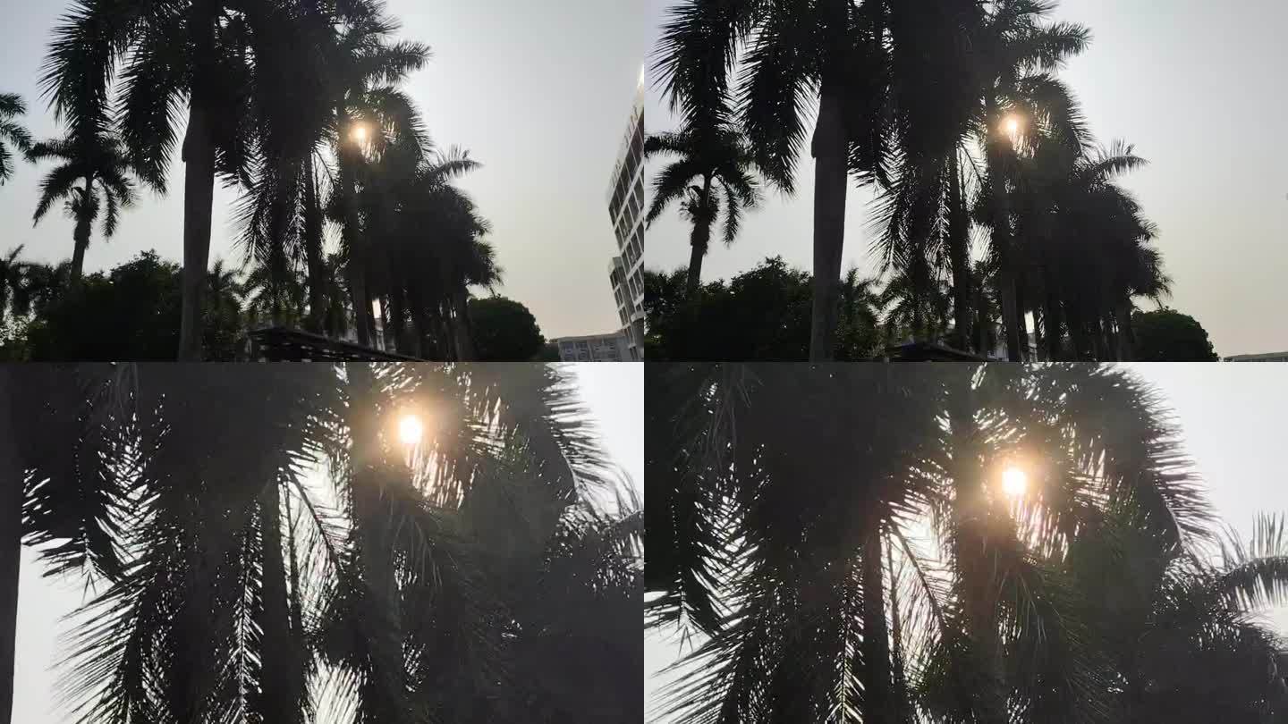阳光下的棕榈树