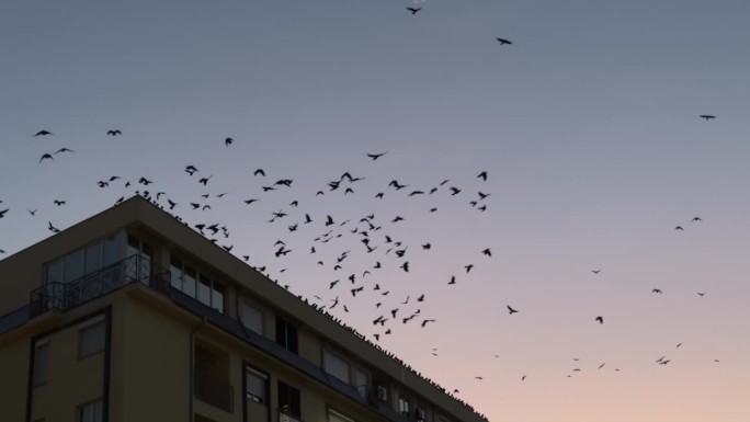 鸟群从城市建筑的屋顶起飞，映衬着橙色充满活力的夕阳天空，慢动作