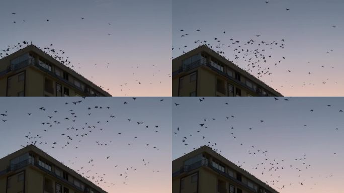 鸟群从城市建筑的屋顶起飞，映衬着橙色充满活力的夕阳天空，慢动作