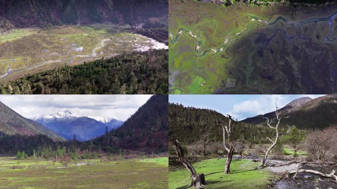 原始森林湿地风光 山间河流自然景观