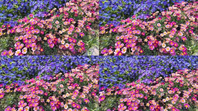 春天公园鲜花盛开