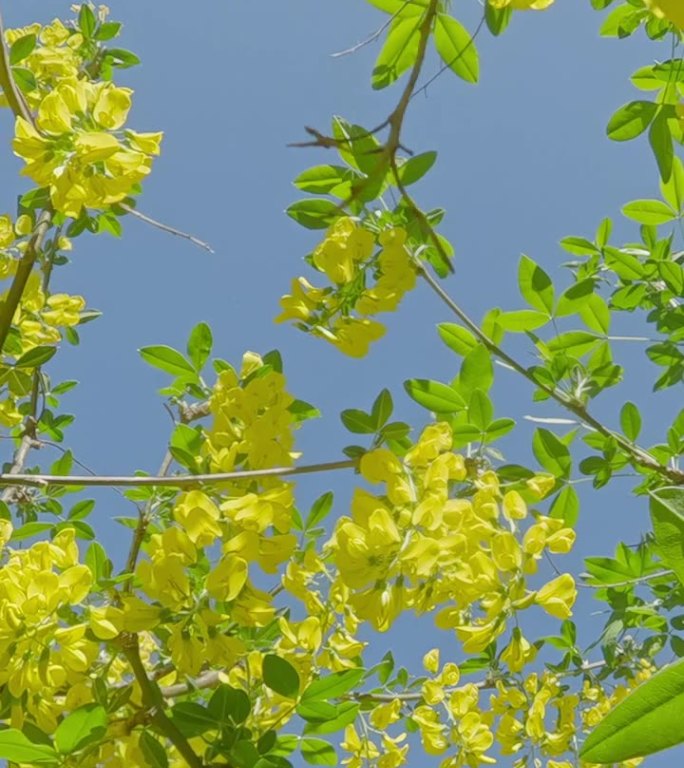 在逆光下穿过金链花树的枝条。