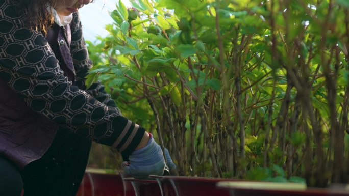 4K超清牡丹芍药修枝除草浇水光照打包镜头