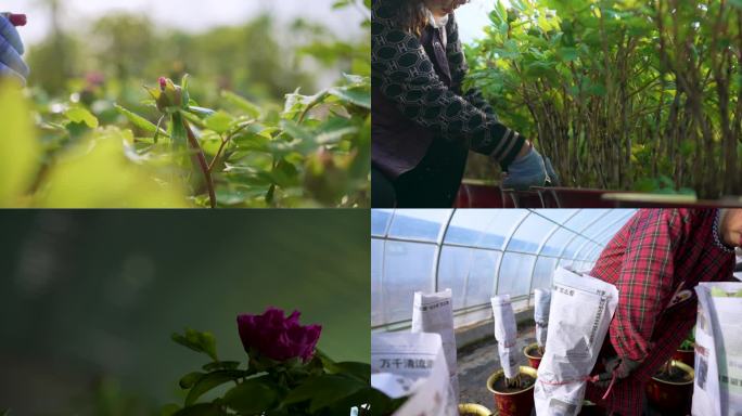 4K超清牡丹芍药修枝除草浇水光照打包镜头