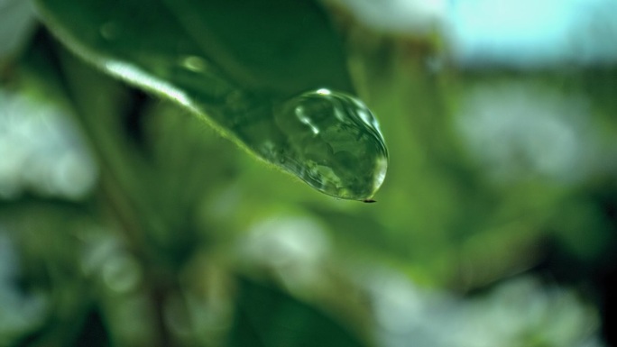 一颗雨滴从一片绿叶上落下。