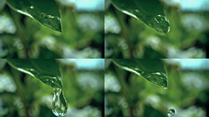 一颗雨滴从一片绿叶上落下。