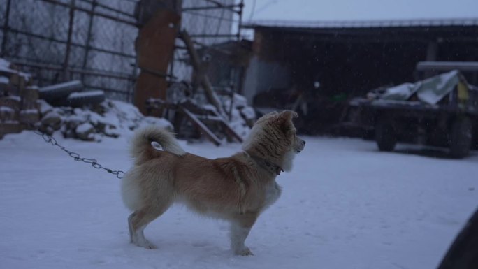 乡村雪景与忠犬中华田园犬720p