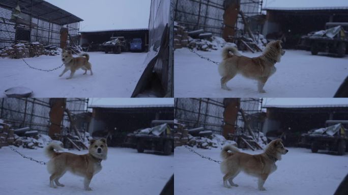 乡村雪景与忠犬中华田园犬720p