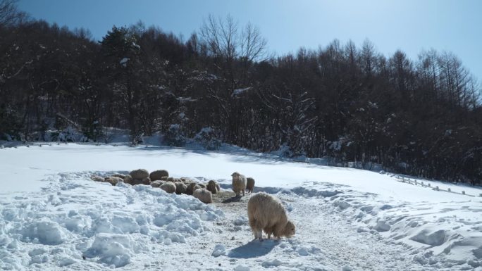 在大关岭天空牧场，成群的罗姆尼羊蜷缩在雪地里