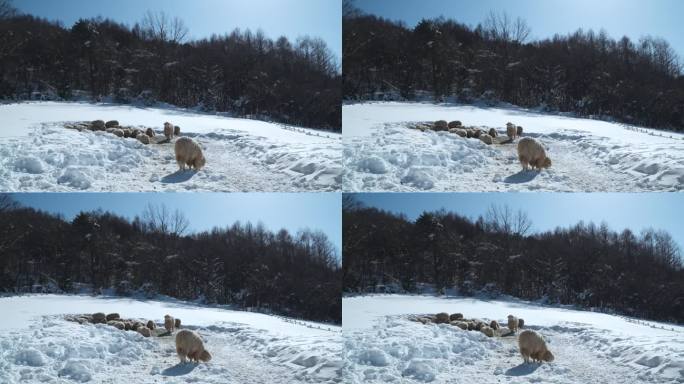 在大关岭天空牧场，成群的罗姆尼羊蜷缩在雪地里