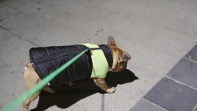 晚上，波夫牵着法国斗牛犬在城市人行道上慢动作散步