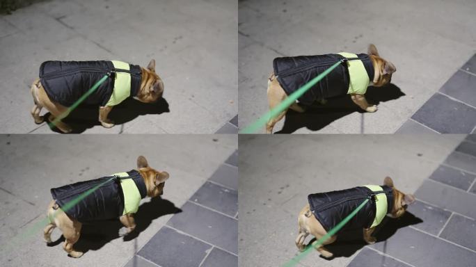 晚上，波夫牵着法国斗牛犬在城市人行道上慢动作散步